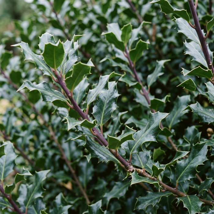 Gros plan sur un houx 'Heckenstar' (Ilex × meserveae 'Heckenstar') : feuilles et pousses – illustration générée par IA