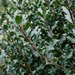 Gros plan sur un houx 'Heckenstar' (Ilex × meserveae 'Heckenstar') : feuilles et pousses – illustration générée par IA