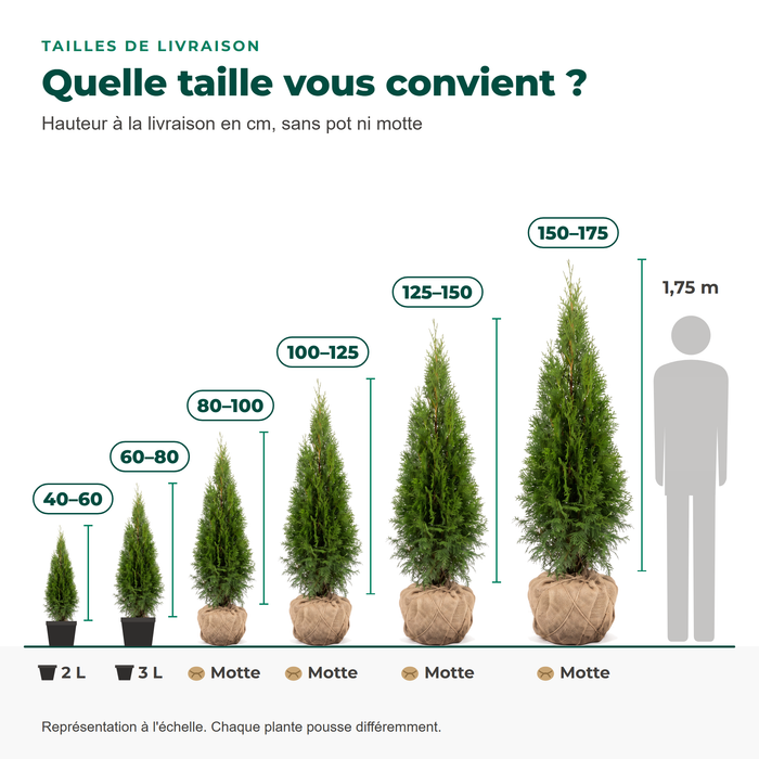 Tailles de livraison du thuya 'Smaragd' : 40–60 et 60–80 cm en pot, 80–175 cm en motte, comparées à une personne de 1,75 m