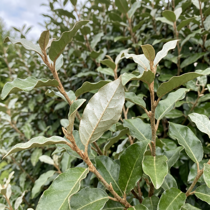 Gros plan sur un chalef d'Ebbing (Elaeagnus × ebbingei) : feuilles et pousses – illustration générée par IA