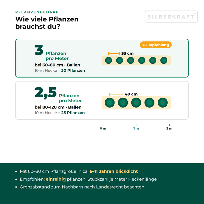 Besoin en plantes pour l'osmanthe : 2,5 à 3 plantes par mètre de haie selon la taille, distance de plantation vue de dessus