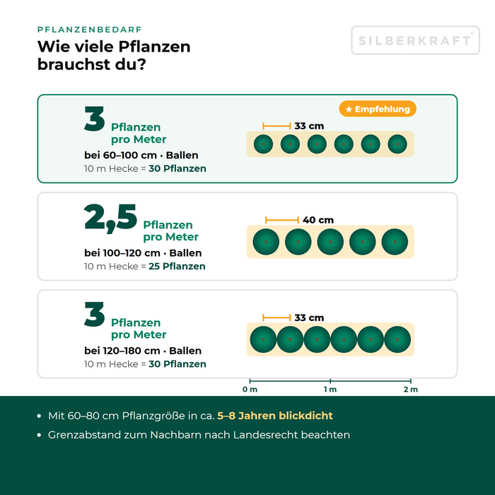 Besoin en plantes pour le houx japonais 'Green Hedge' : 2,5 à 3 plantes par mètre de haie selon la taille, distance de plantation vue de dessus
