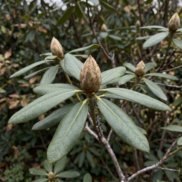 Rhododendron 'Cunningham's White' : bouton floral et feuillage persistant à la fin de l'automne – illustration exemplaire générée par IA