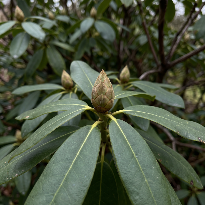 Rhododendron 'Nova Zembla' : bouton floral et feuillage persistant à la fin de l'automne – illustration générée par IA