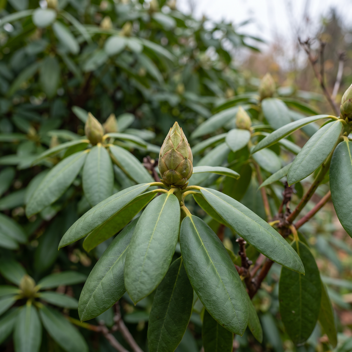 Rhododendron 'Roseum Elegans' : bouton floral et feuillage persistant à la fin de l'automne – illustration générée par IA