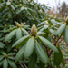 Rhododendron 'Roseum Elegans' : bouton floral et feuillage persistant à la fin de l'automne – illustration générée par IA