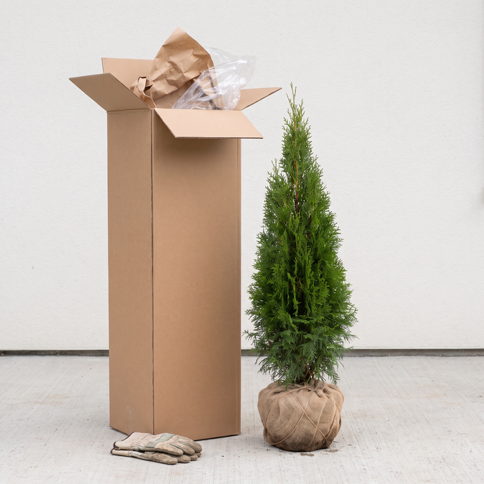 État de livraison du thuya 'Smaragd' : plante avec motte en toile de jute à côté du carton d'expédition ouvert (illustration générée par IA)