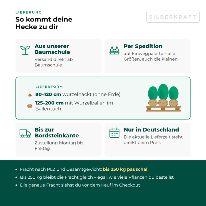 Livraison de troène à feuilles ovales : depuis notre pépinière par transporteur sur palette perdue jusqu'au trottoir, uniquement en Allemagne, forfait de transport jusqu'à 250 kg