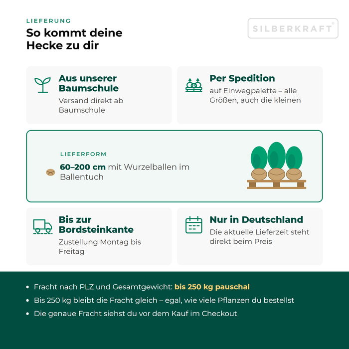Livraison du houx 'Heckenstar' : depuis notre pépinière par transporteur sur palette perdue jusqu'au trottoir, uniquement en Allemagne, forfait de transport jusqu'à 250 kg