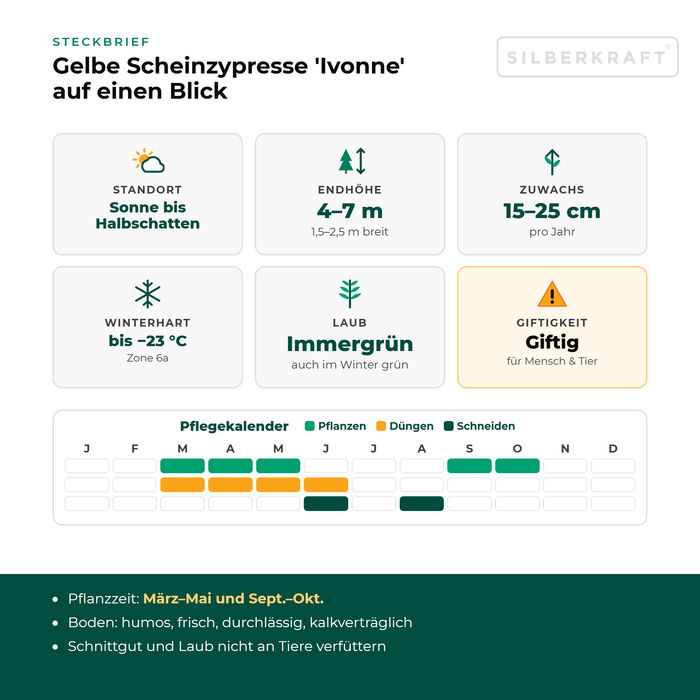 Fiche descriptive du faux-cyprès de Lawson 'Ivonne' : emplacement ensoleillé à mi-ombragé, hauteur finale 4–7 m, croissance 15–25 cm par an, rustique jusqu'à −23 °C – avec calendrier d'entretien