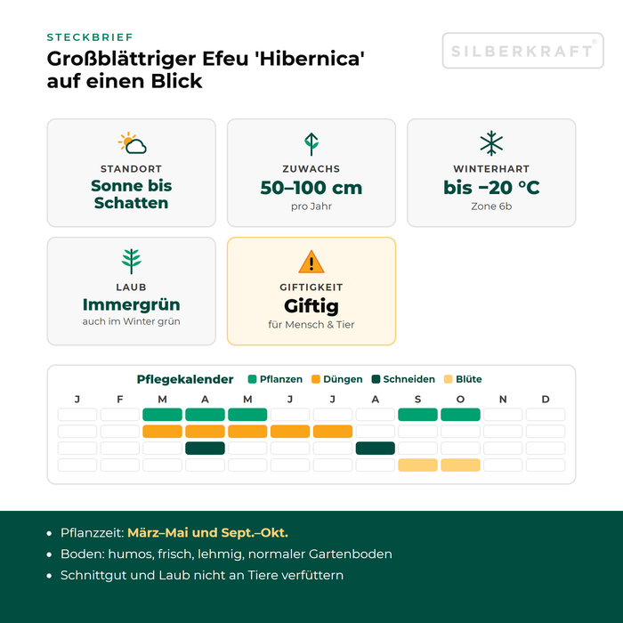 Fiche signalétique Lierre d'Irlande 'Hibernica' : emplacement soleil à ombre, croissance 50–100 cm par an, rustique jusqu'à −20 °C – avec calendrier d'entretien