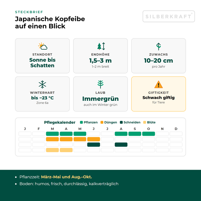 Fiche technique du céphalotaxus harringtonia : exposition soleil à ombre, hauteur finale 1,5–3 m, croissance 10–20 cm par an, rustique jusqu'à −23 °C – avec calendrier d'entretien