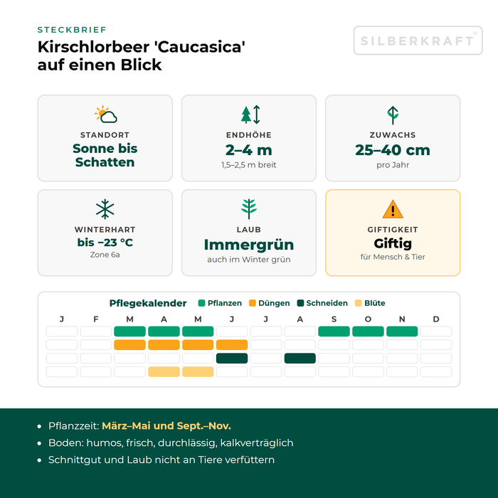 Fiche technique Laurier-cerise 'Caucasica' : exposition soleil à ombre, hauteur finale 2–4 m, croissance 25–40 cm par an, rustique jusqu'à −23 °C – avec calendrier d'entretien