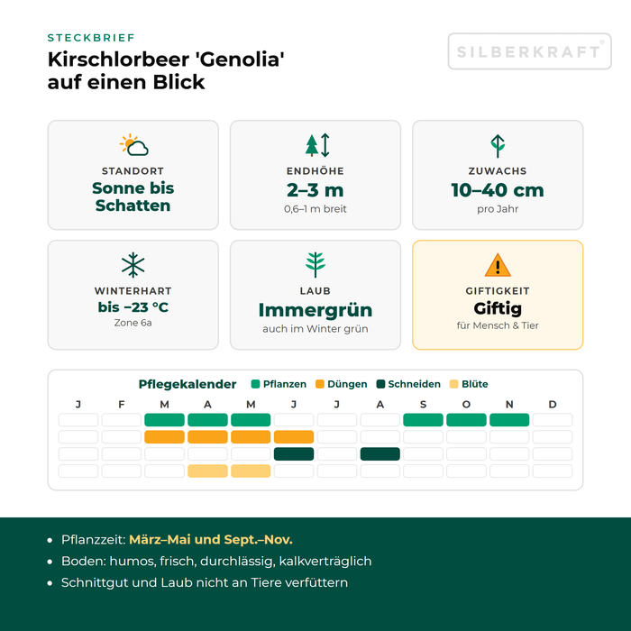 Fiche technique Laurier-cerise 'Genolia' : Exposition soleil à ombre, hauteur finale 2–3 m, croissance 10–40 cm par an, rustique jusqu'à −23 °C – avec calendrier d'entretien