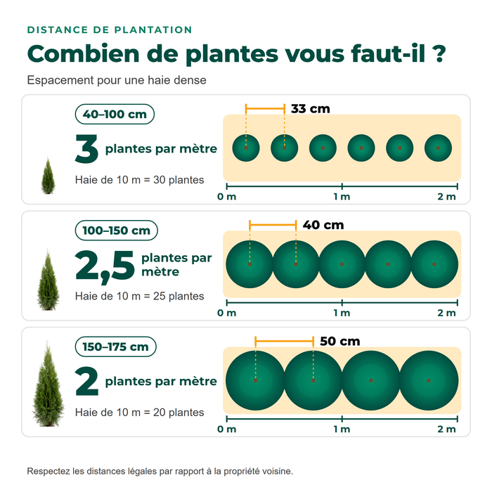 Distance de plantation d'une haie de thuya 'Smaragd' : 3 plantes par mètre (40–100 cm), 2,5 (100–150 cm), 2 (150–175 cm)