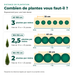 Thuya 'Smaragd' - arbre de vie pour haies étroites