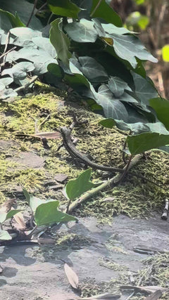 Lézard des murailles – Karlsruhe, Baden-Württemberg, Deutschland