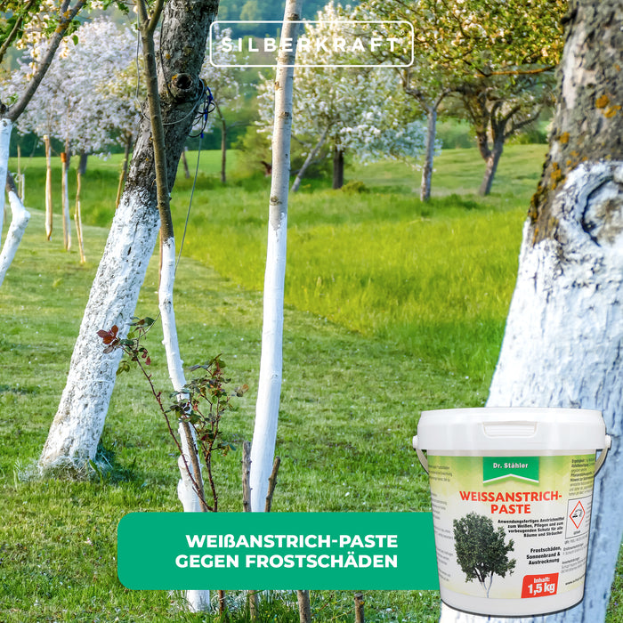 Protection efficace des arbres et arbustes : pâte de peinture blanche contre les dommages causés par le gel