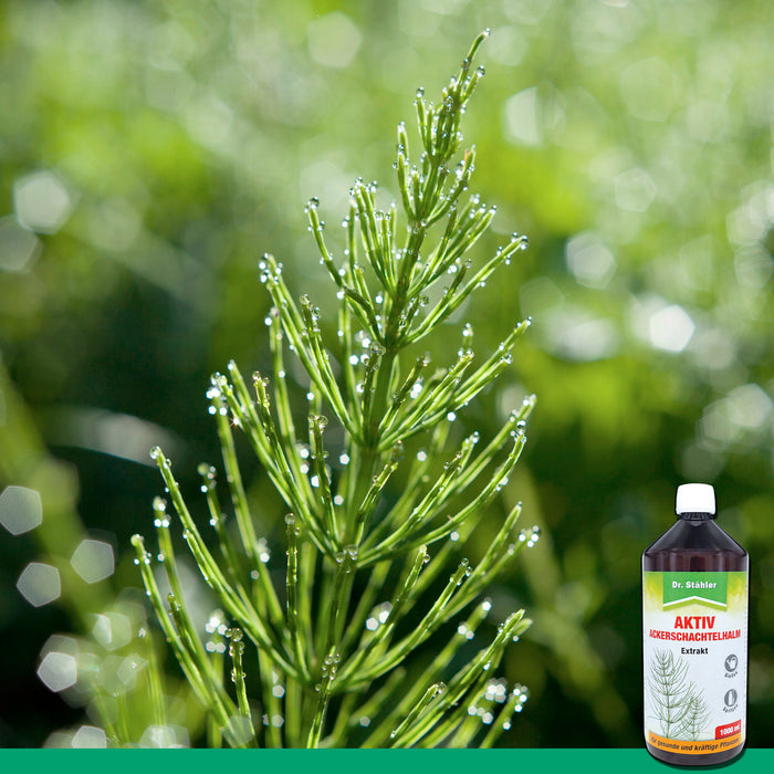 Extrait actif de prêle des champs : Renforçant efficace des plantes pour une croissance robuste