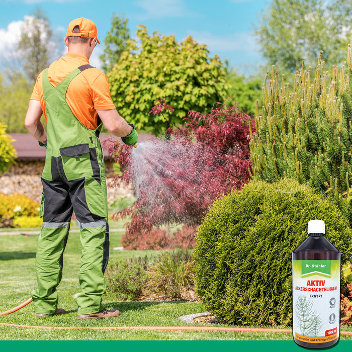 Extrait actif de prêle des champs : Renforçant efficace des plantes pour une croissance robuste