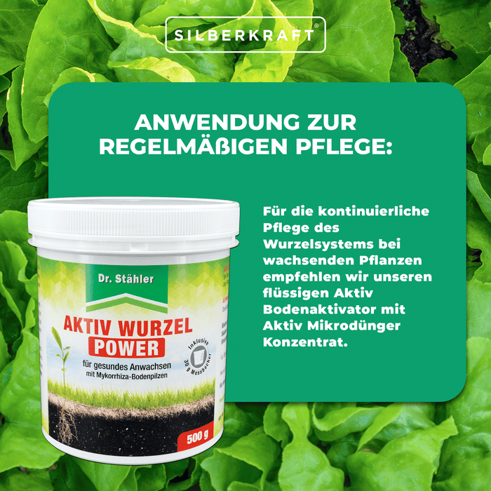 Pouvoir racinaire actif : renforcement optimal des plantes grâce aux champignons mycorhiziens du sol