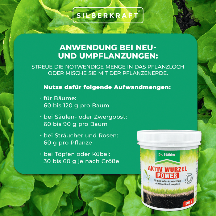 Pouvoir racinaire actif : renforcement optimal des plantes grâce aux champignons mycorhiziens du sol