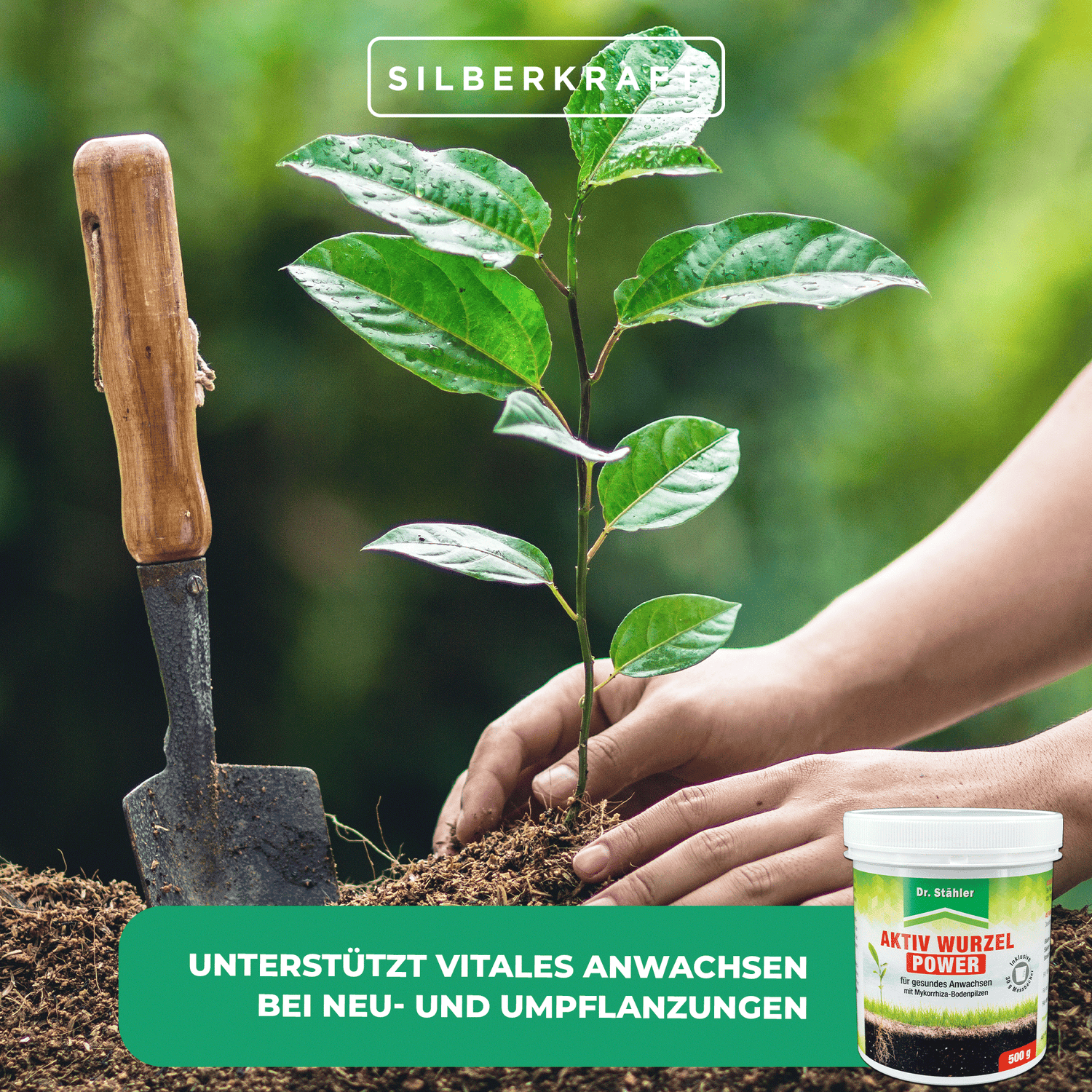 Pouvoir racinaire actif : renforcement optimal des plantes grâce aux champignons mycorhiziens du sol