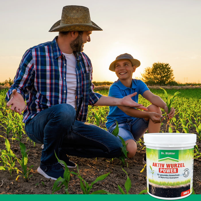 Pouvoir racinaire actif : renforcement optimal des plantes grâce aux champignons mycorhiziens du sol