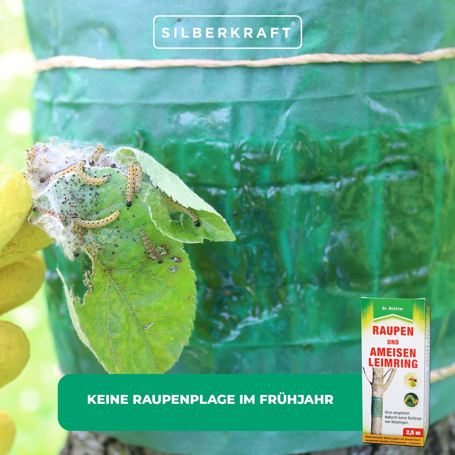 Anneau de colle chenille et fourmi : Protection biotechnique des arbres fruitiers