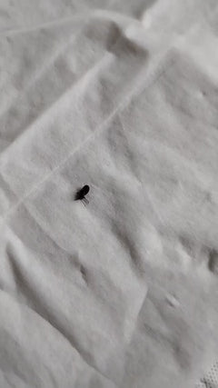Coléoptère des grains