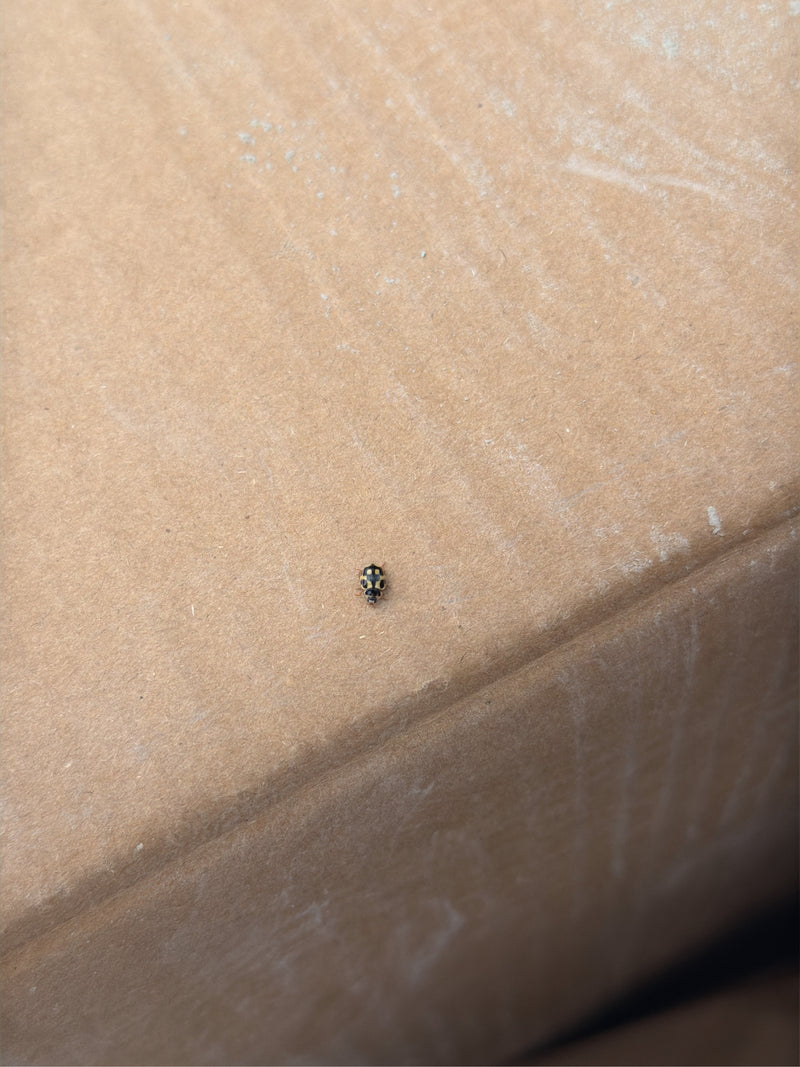 coccinelle à 14 points — Bild 1