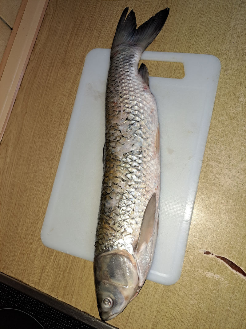 Carpe herbivore — Bild 1