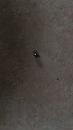 Coléoptère boule