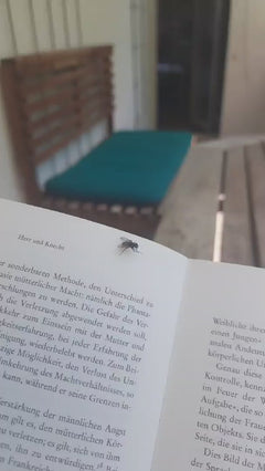 Grosse mouche domestique