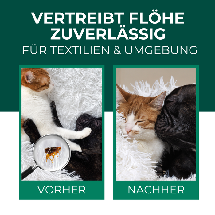 Vorher-Nachher-Darstellung einer Katze – sichtbare Flohbekämpfung durch Spray
