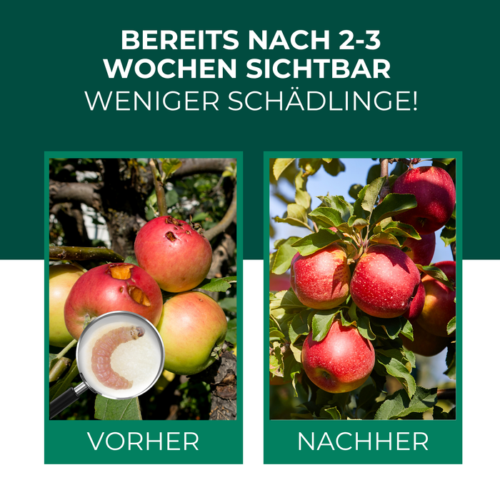 Nématodes SF contre le carpocapse des pommes