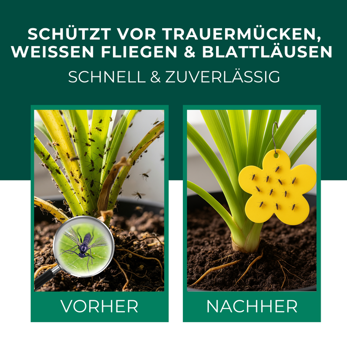 Piège jaune panneaux jaunes autocollants jaunes 12 pièces contre les mouches des fruits, les moucherons fongiques et bien plus encore.