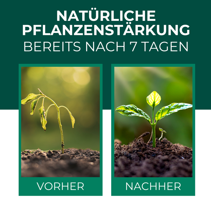 Huile de neem avec émulsifiant – Concentré d'huile de neem nourrissant pour vos plantes