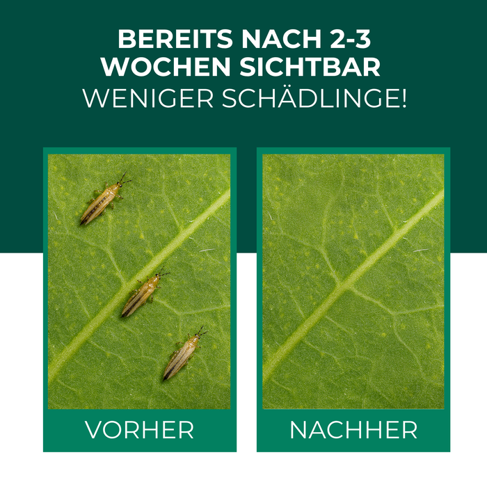 Acariens prédateurs contre les thrips - Silberkraft