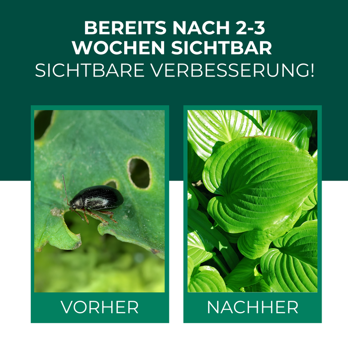 Nématodes SF contre les altises