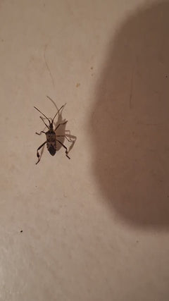 Punaise du pin américain