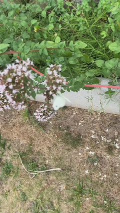 Petit papillon blanc du chou – Neunkirchen
