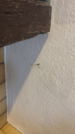 araignée tremblante