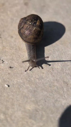 Escargot romain tacheté