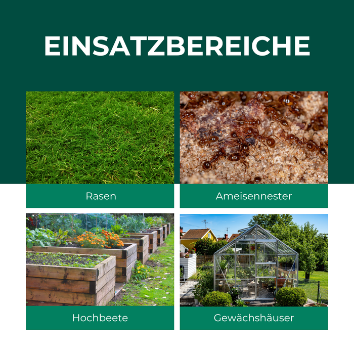 Nématodes SF contre les fourmis