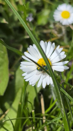 Mouche dorée commune – Oberursel (Taunus)