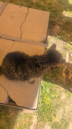 chat domestique