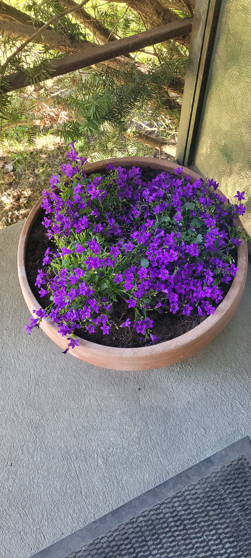 Une campanule des murailles richement fleurie pousse dans un bac à plantes rond en terre cuite. Les nombreuses fleurs violettes couvrent le feuillage vert de...