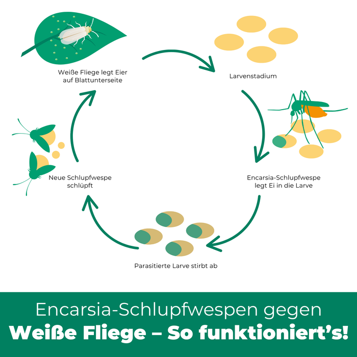 Image circulaire avec une mouche blanche sur une feuille, une guêpe parasite sur des œufs et des œufs de mouche blanche infestés.