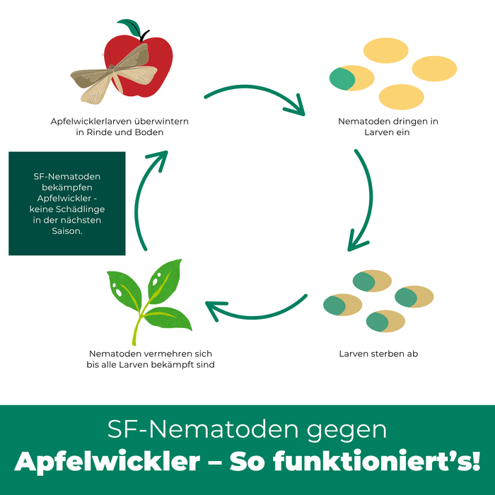 Nématodes SF contre le carpocapse des pommes